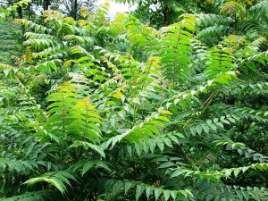 Goetterbaum Der Götterbaum: Eine invasive ausländische Bedrohung? (Foto: Schweizer-Garten.ch)