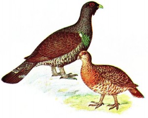 Auerhuhn und Auerhahn