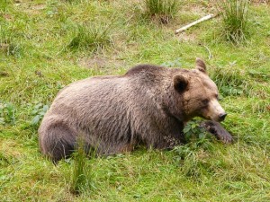 bear-60271_640