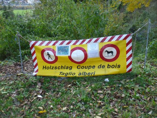 Fanas: Holzerunfall – Rega-Arzt konnte nur noch Tod des Waldarbeiters feststellen