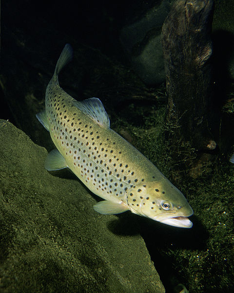 Korrekte Ausübung der Fischerei in Graubünden