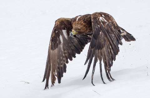 Steinadler vor Bleivergiftung schützen