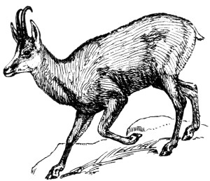 Chamois_Gämse_Gemse