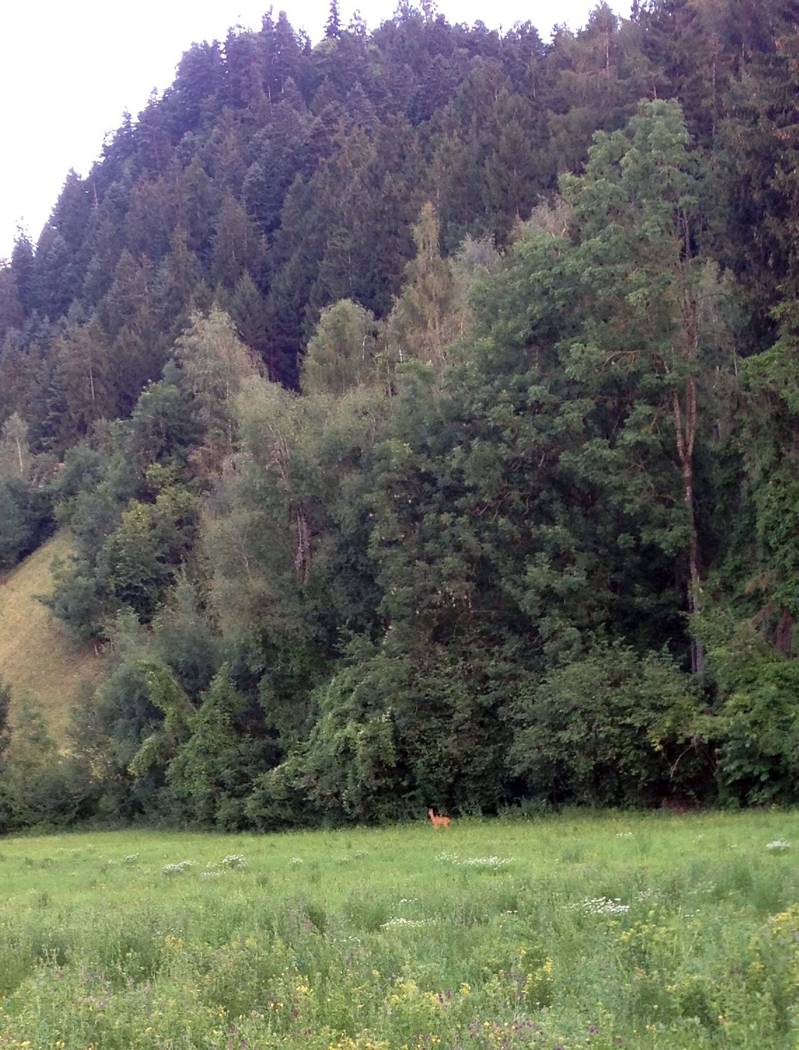 Hoher Hirschbestand fordert Bündner Jagd – 5.000 Hirsche müssen geschossen werden