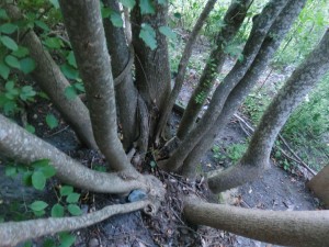 Symbolbild Wald / Baum: zitiert.ch Symbolbild Wald / Baum: zitiert.ch