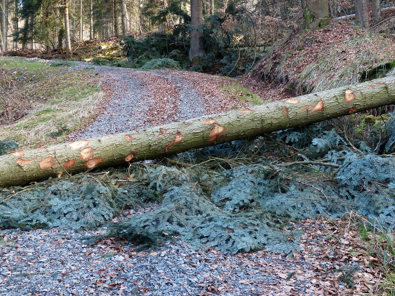 Gesundheitsgefährdung durch gebietsfremde Pflanzen und Tiere