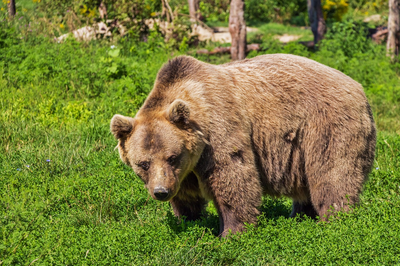 Bär im Val di Roggiasca