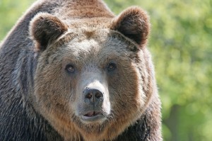 Bär im Val di Roggiasca gesehen. (Symbolbild)
