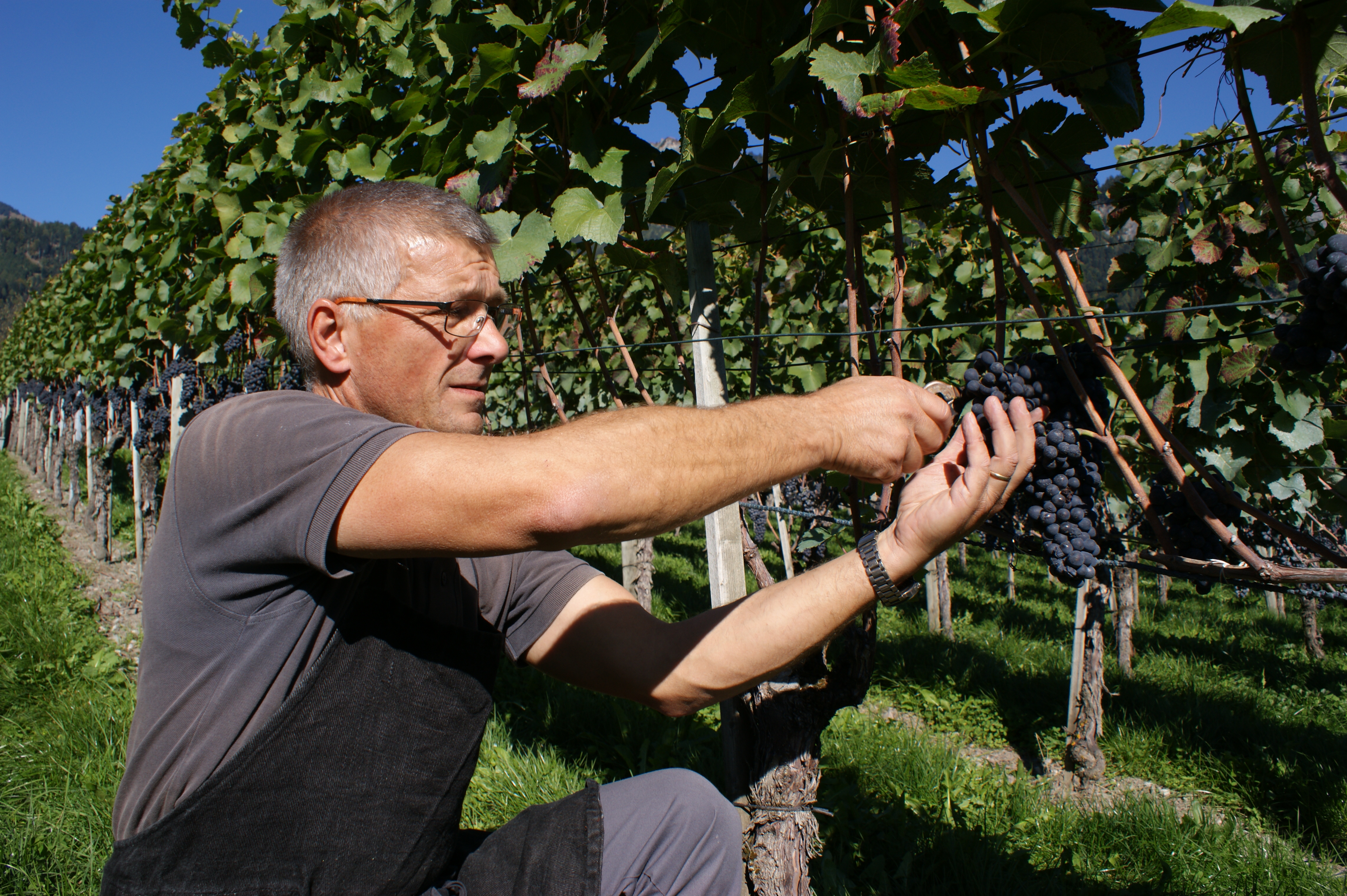 Weinernte 2015 in Graubünden: ein herrliches Finale und eine ausgezeichnete Qualität!