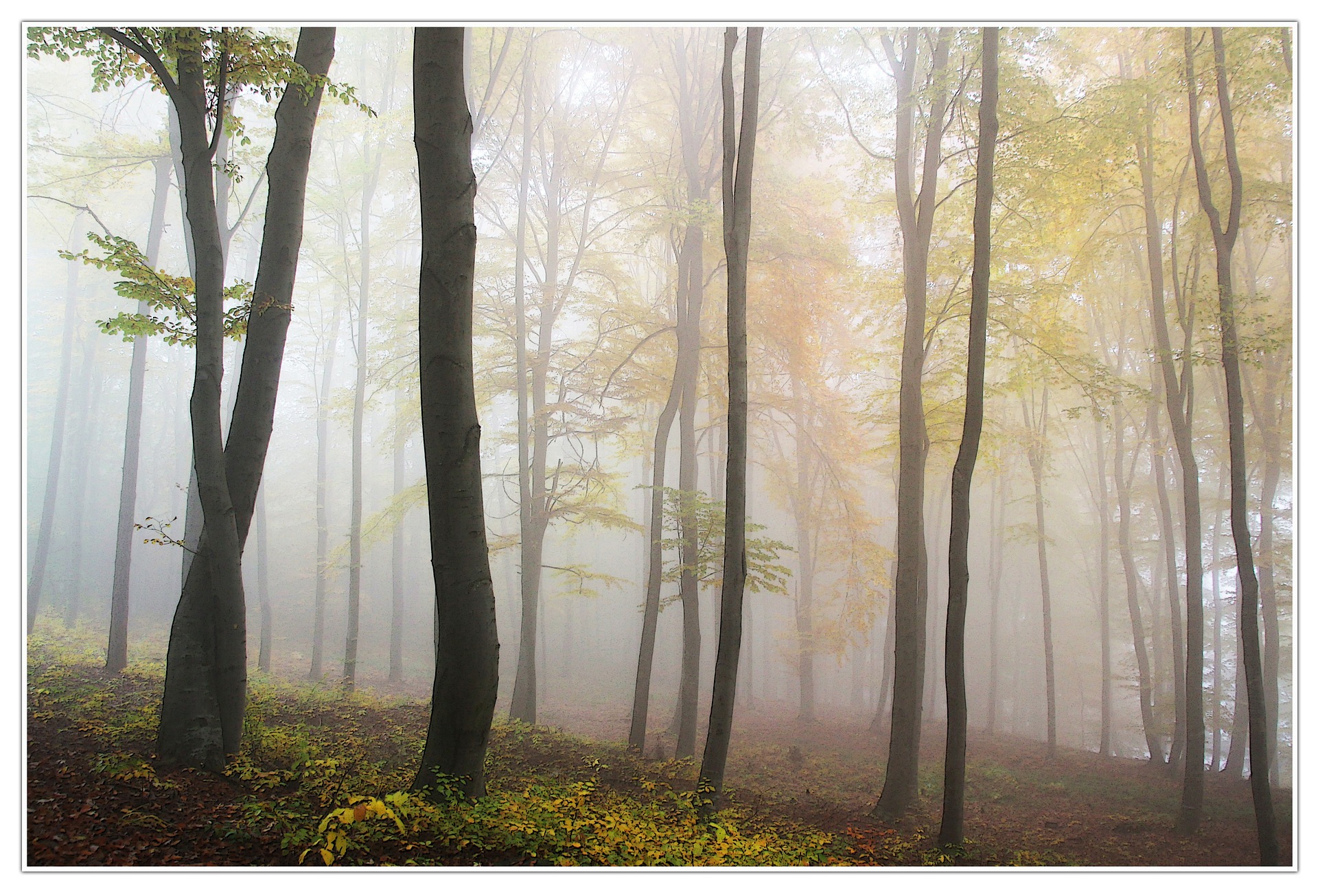 Stellungnahme zur Teilrevision der eidgenössischen Waldverordnung