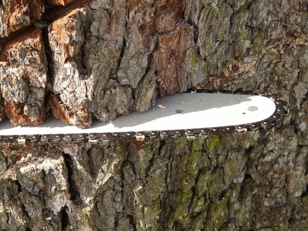 Arbeiten Sie gerne im Wald und Werkhof?