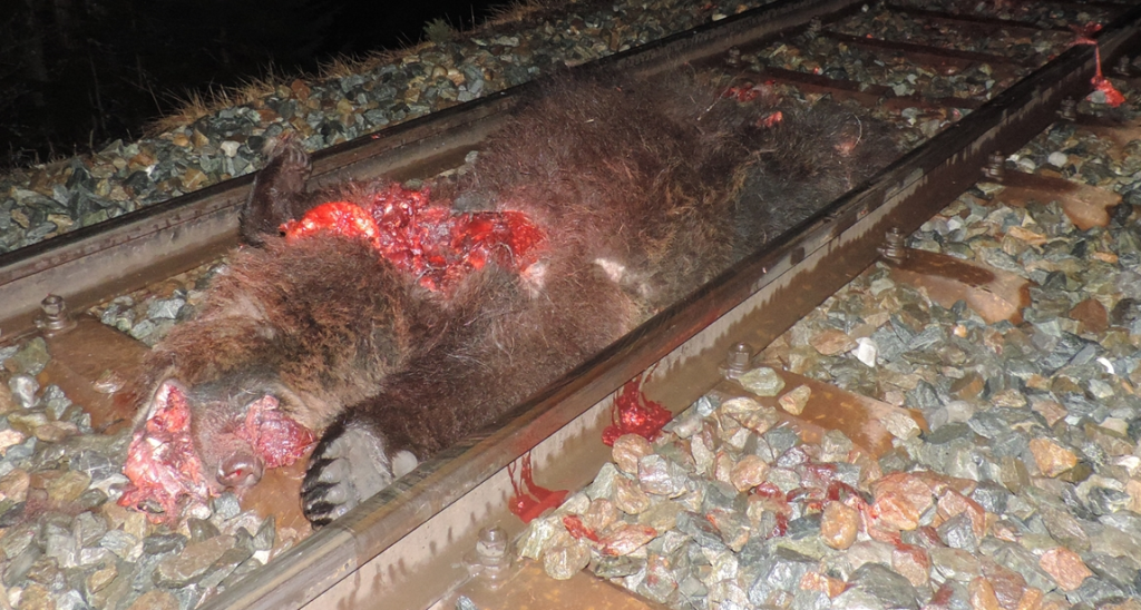 Baer Zug Unfall