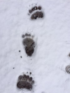 Bärenspuren in Zernez (Fotos: Amt für Jagd und Fischerei Graubünden)