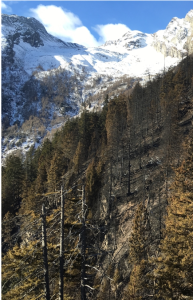 Trotzdem sich Wald selbst regeneriert: Millionen für Waldaufforstung nach Waldbrand im Misox (Foto: Kanton Graubünden)