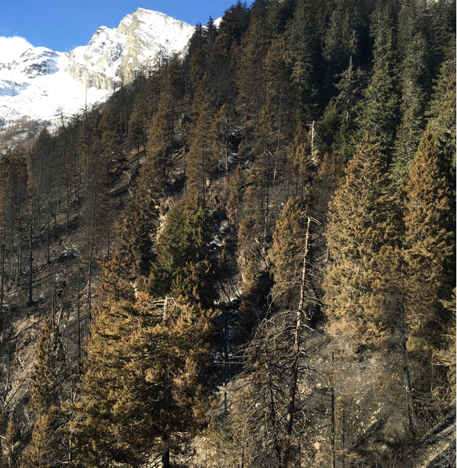 Brand Misox: Millionen für Waldanpflanzungen