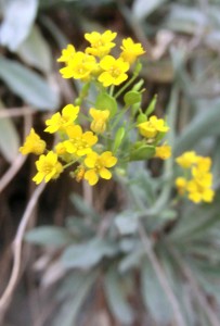 Biodiversität: Foto einer Alpenblume in Savusch / Domleschg (Remo Maßat)