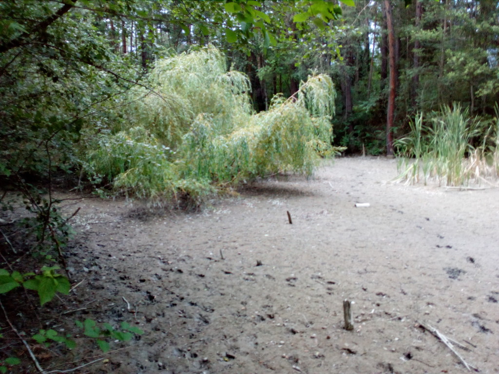 Biotop in Fürstenau (Foto: Remo Maßat)
