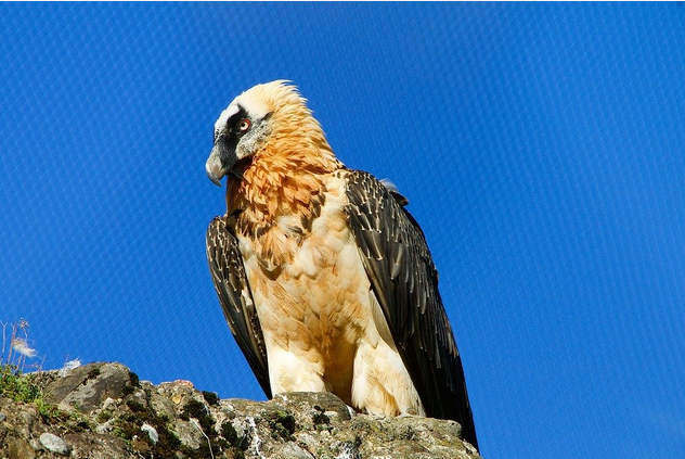 Toter Bartgeier GT047: Blei-Schrotkugeln waren nicht Todesursache +++ Kampf mit Steinadler