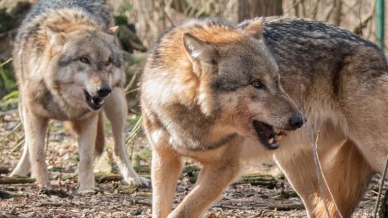 Wolfspräsenz in der Surselva: Regierung trifft sich mit Landwirten