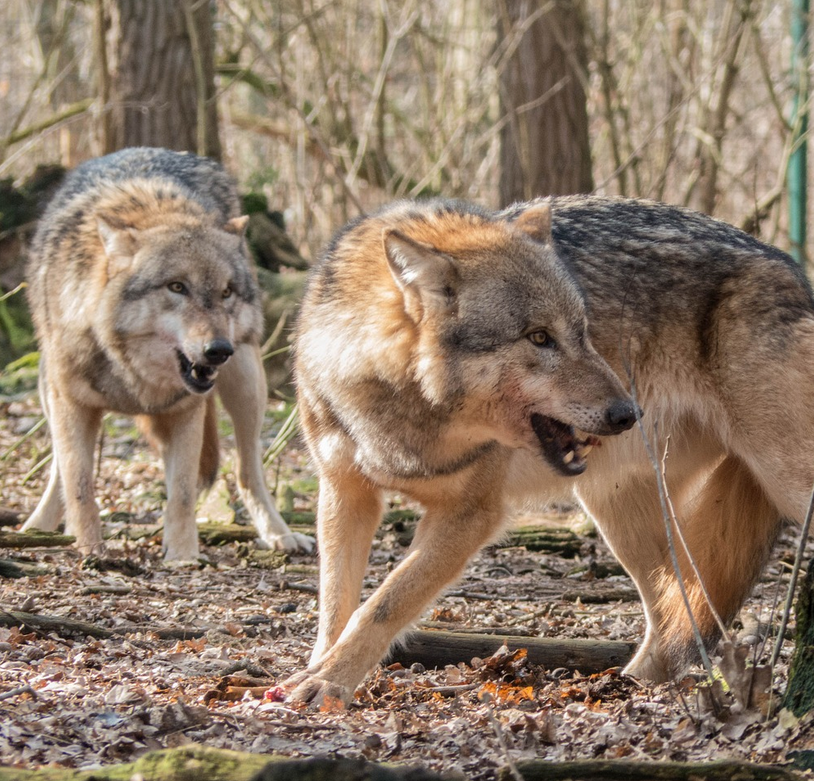 Wolfspräsenz in der Surselva: Regierung trifft sich mit Landwirten