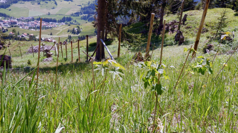 Klimawandel in Graubünden: Testpflanzungen zukunftsfähiger Baumarten
