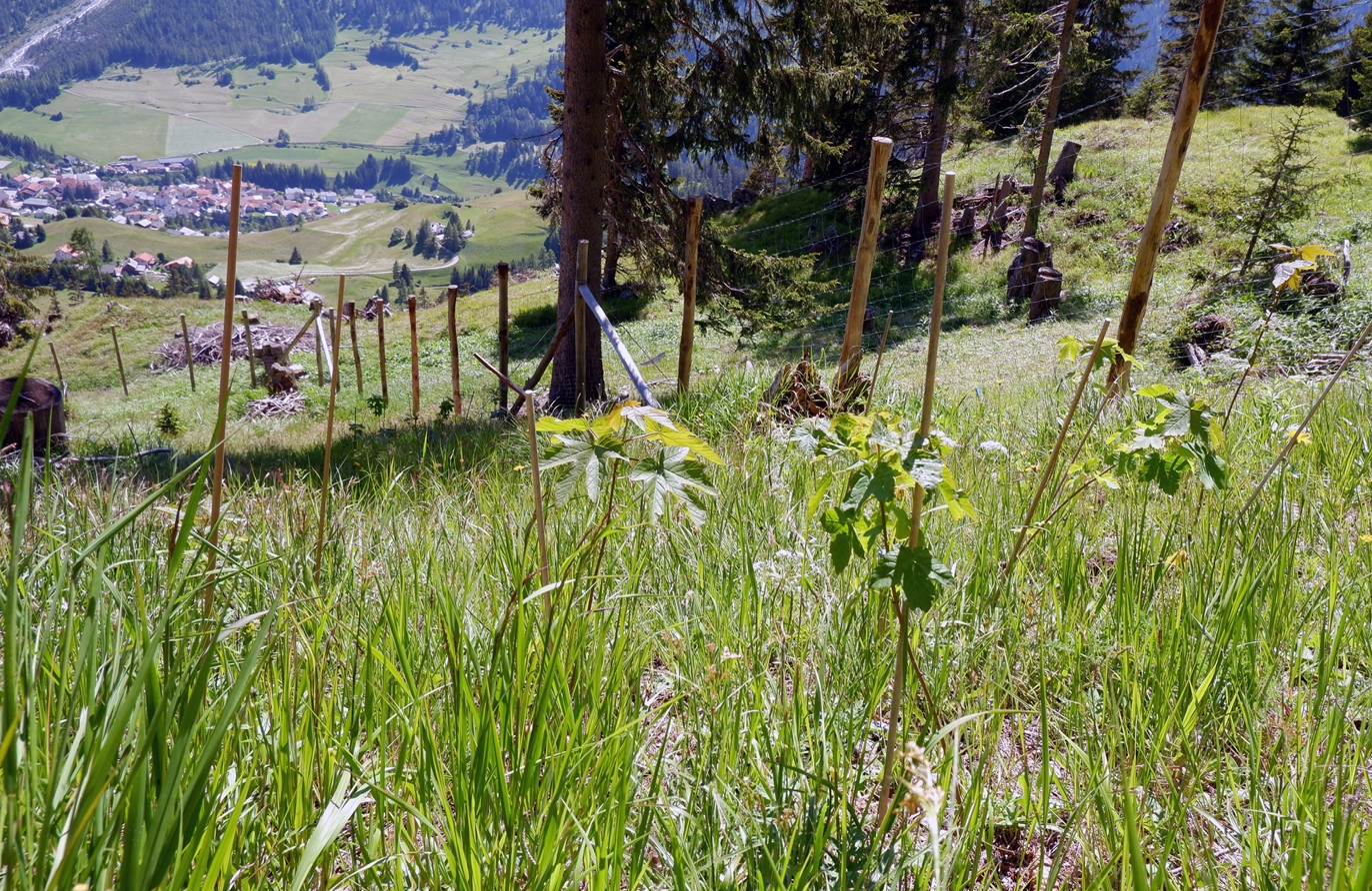Klimawandel in Graubünden: Testpflanzungen zukunftsfähiger Baumarten