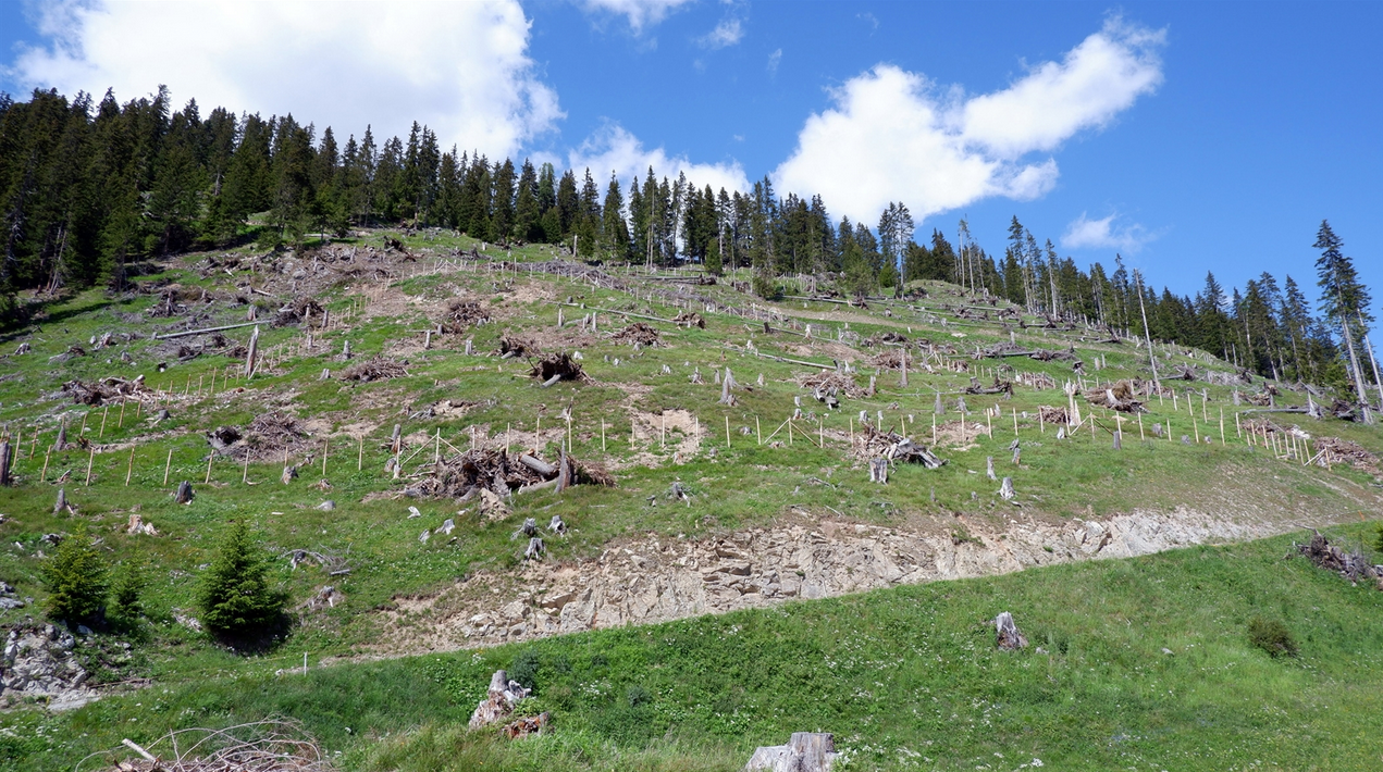 Die geräumte Sturmschadenfläche von Vaia oberhalb von Bergün auf rund 1850 m ü. M. eignet sich optimal für die Einrichtung einer Testpflanzung. Der grosse Wildschutzzaun wurde bereits vorbereitet, die Pflanzungen folgen ab Herbst 2020.