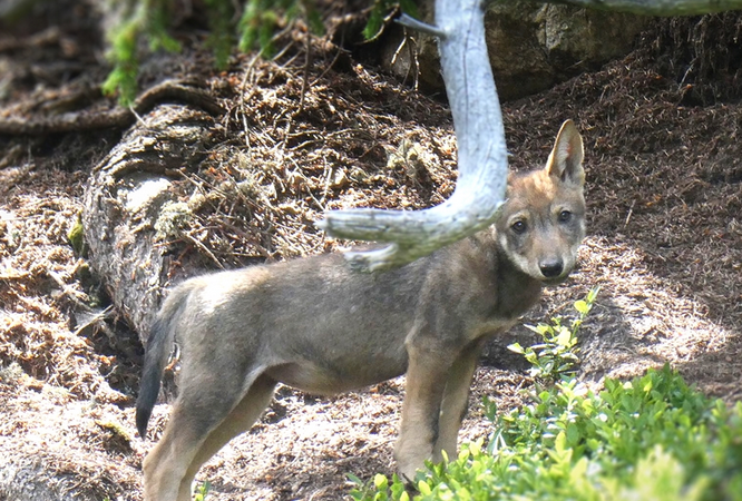 Immer mehr Wölfe in Graubünden: Neues Wolfsrudel in der Surselva