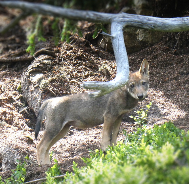 Immer mehr Wölfe in Graubünden: Neues Wolfsrudel in der Surselva