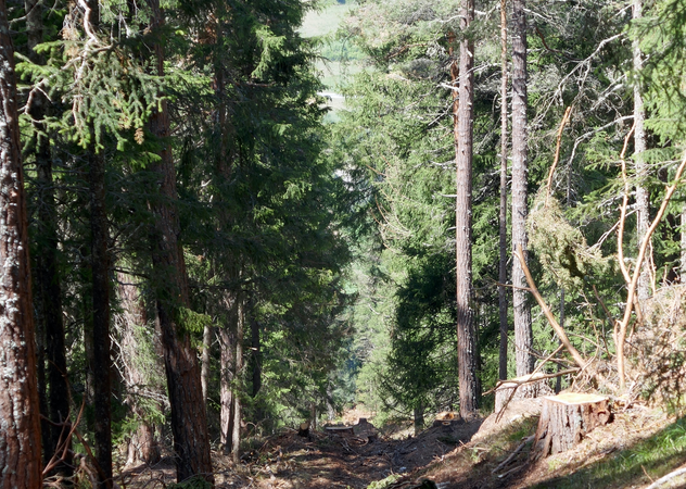 „Biodiversität“: Kampf gegen Verwaldung
