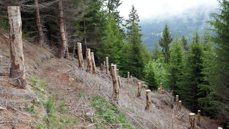 Sammelprojekt 2020 für den Waldbau