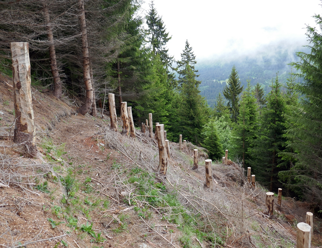 Sammelprojekt 2020 für den Waldbau
