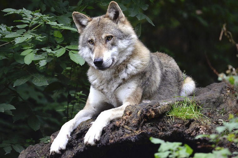 Regierung fordert erleichterte Regulierung von Wolfsbeständen
