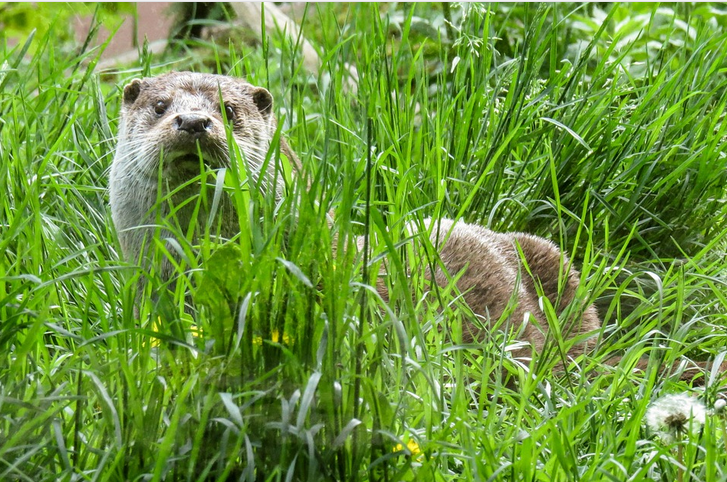 Fischotter in Bonaduz vom heimlicher Privatkamera erfaßt