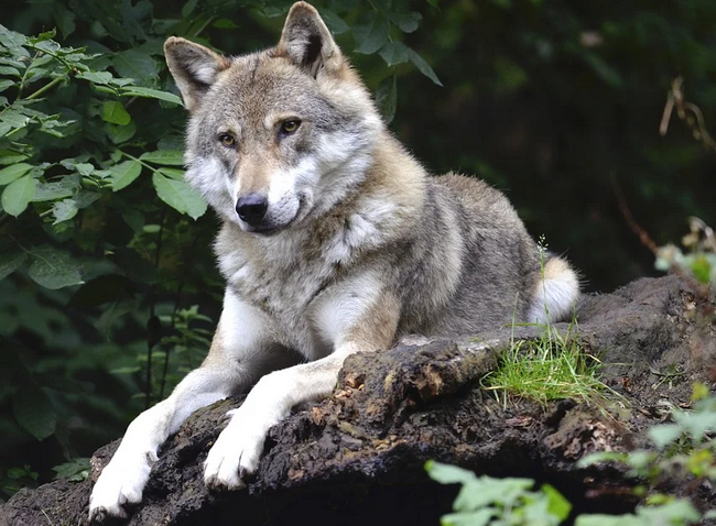 Verein „CHWOLF“ nicht beschwerdeberechtigt gegen Wolfsabschüsse: Bundesgericht weist Beschwerden ab
