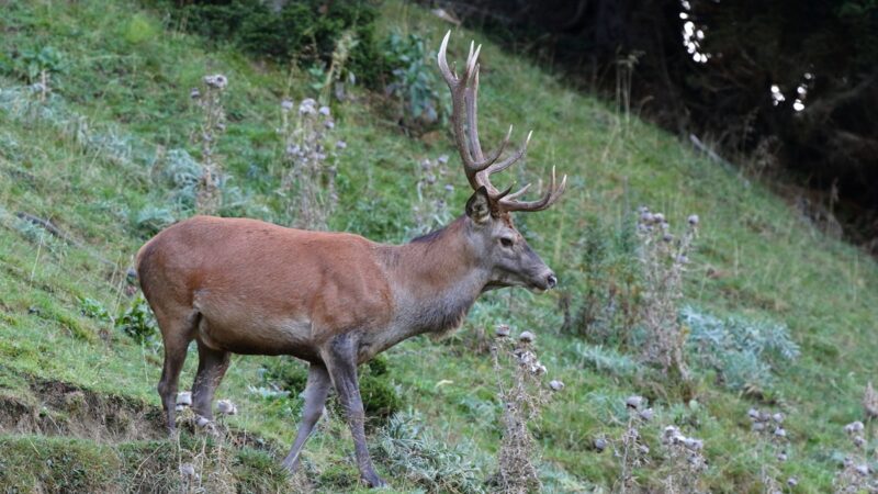 Jagdbetriebsvorschriften 2023: Die Jagd erfüllt ihren Auftrag