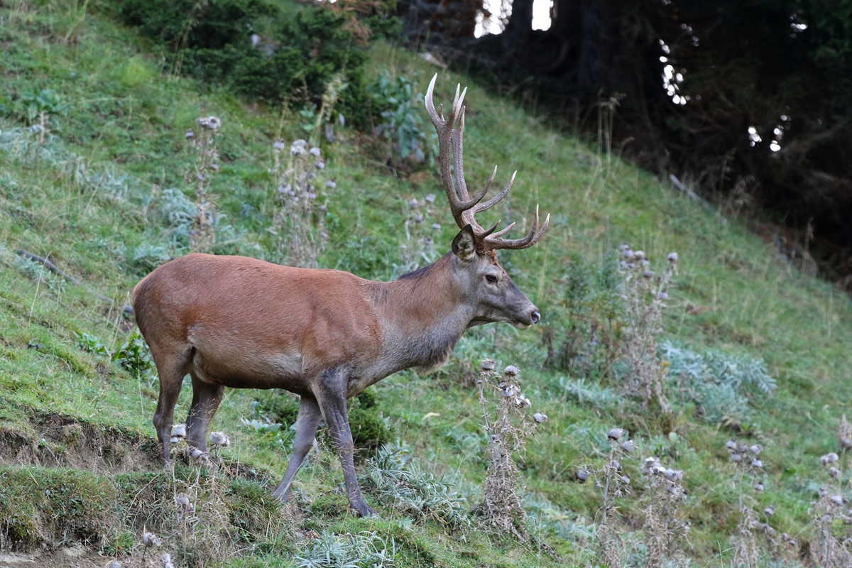 Bündner Regierung genehmigt Jagdbetriebsvorschriften und Abschussplanung 2024