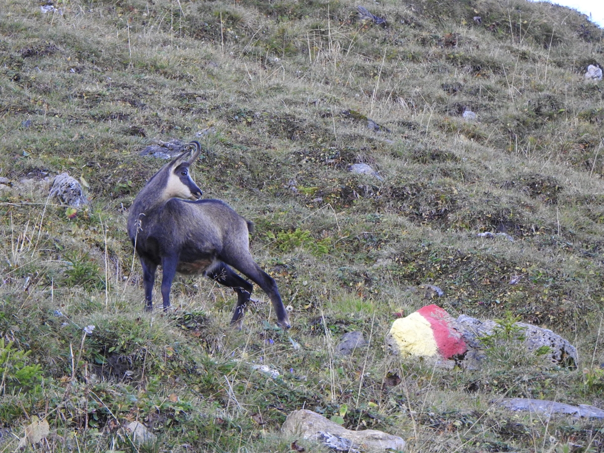 Kantonale Wildschutzgebiete neu geregelt