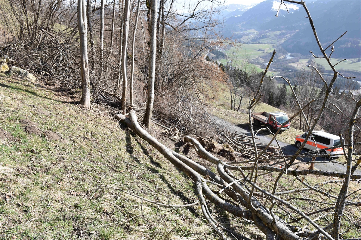Ruschein-Primeras: Von Baumstamm gestroffen – Landwirt beim Fällen einer Esche schwer verletzt