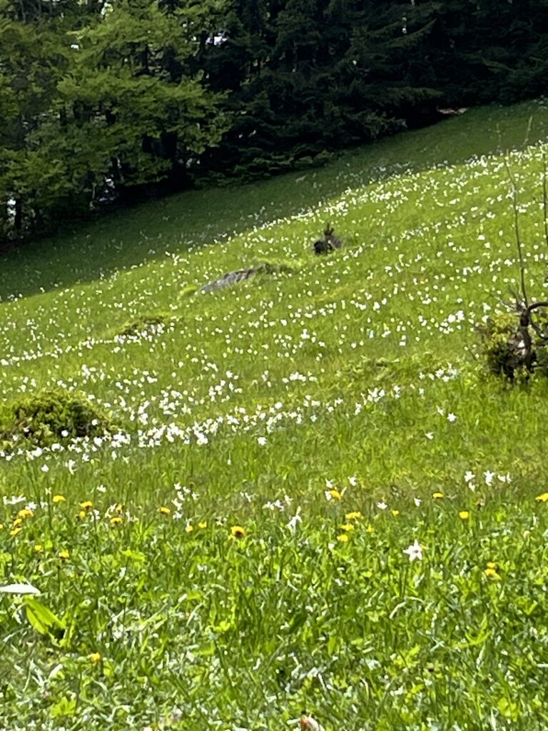 Narzissenfest in Seewis im Prättigau: Wiese mit lauter Narzissen