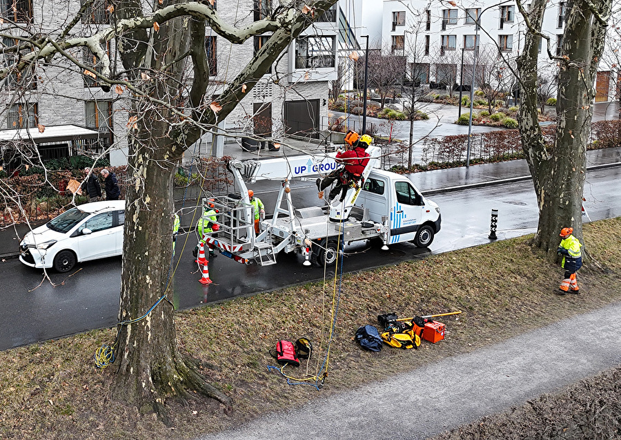 Für gesunde und sichere Stadtbäume in Chur