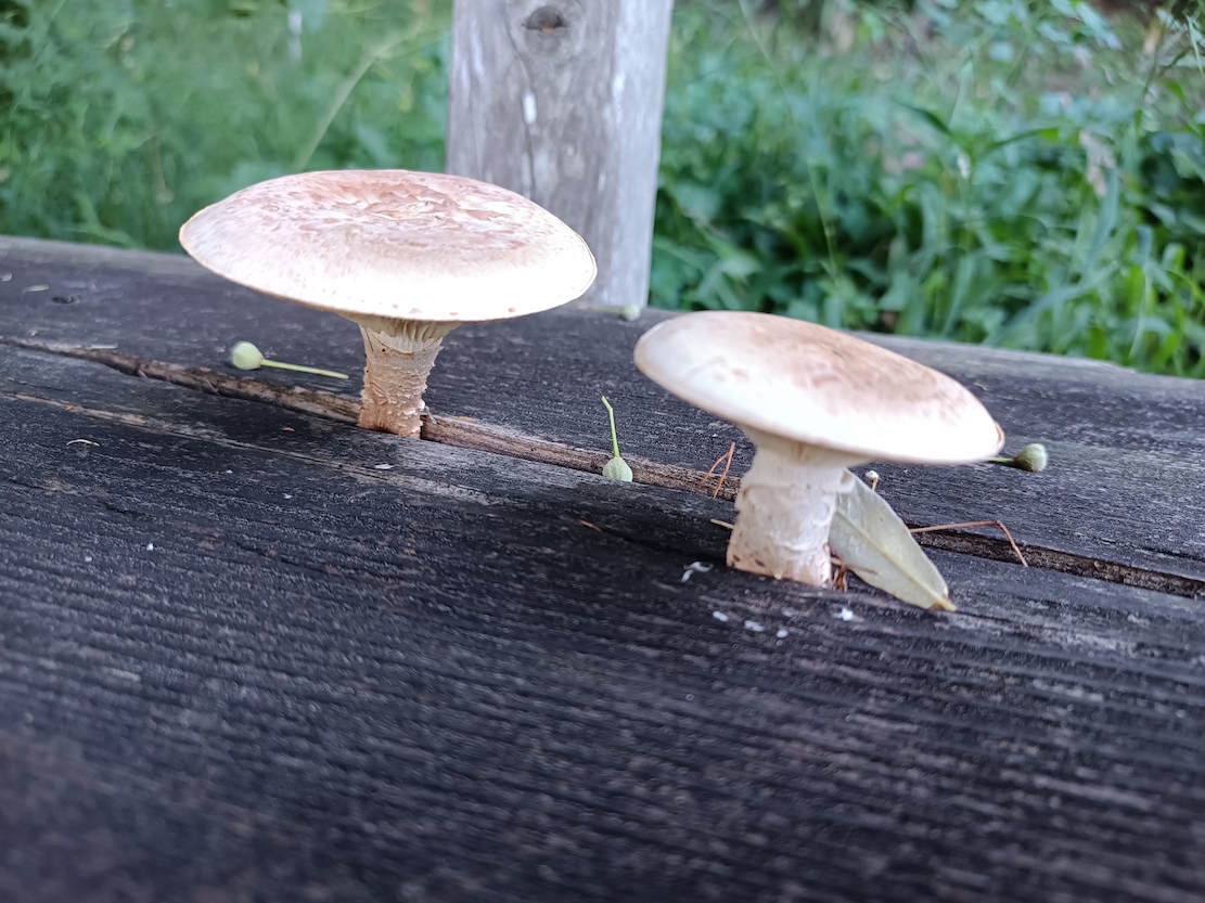 Foto-Impressionen Wanderung von Cazis nach Fürstenau