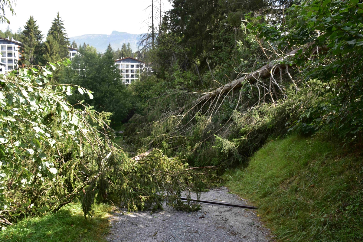 Wind in Graubünden: Wanderer in Laax von Baum getroffen und verletzt